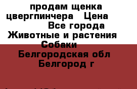 продам щенка цвергпинчера › Цена ­ 15 000 - Все города Животные и растения » Собаки   . Белгородская обл.,Белгород г.